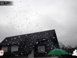 Rosenmontag-202000048